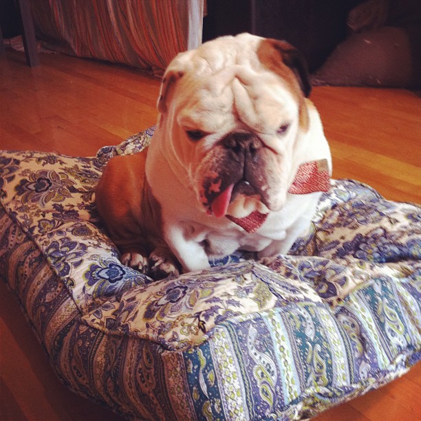 Inspiration: Winston, le gros bulldog de Josiane