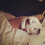 Musique et style : Des bottes et des chats