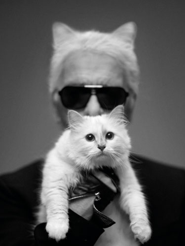 Des shootings mode avec Choupette, le chat de Lagerfeld (pour de vrai).