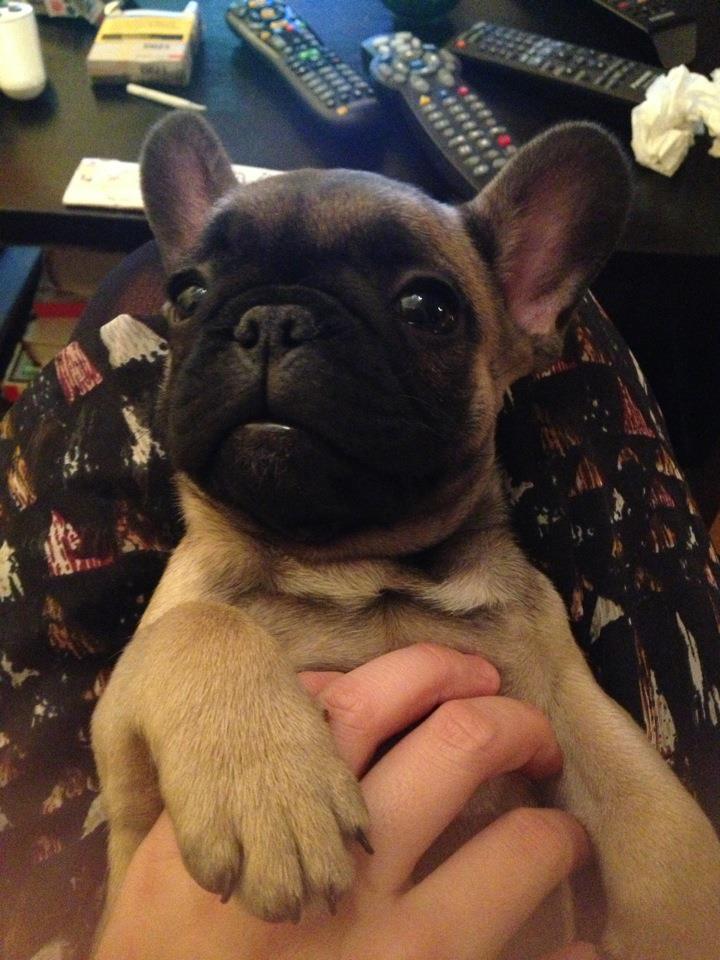 CLÉMENT, la nouvelle (co)mascotte de TPL et l'inspiration qui va avec! Hiiiiiiiiii!