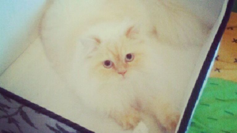 Inspiration Jour de l&#039;An :  Kitty Perry - Quand Kate va patiner avec Will!