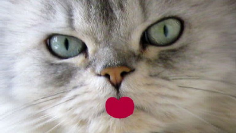 Un look de grande dame inspiré de mon chat pour commencer l&#039;année au poil, HA!