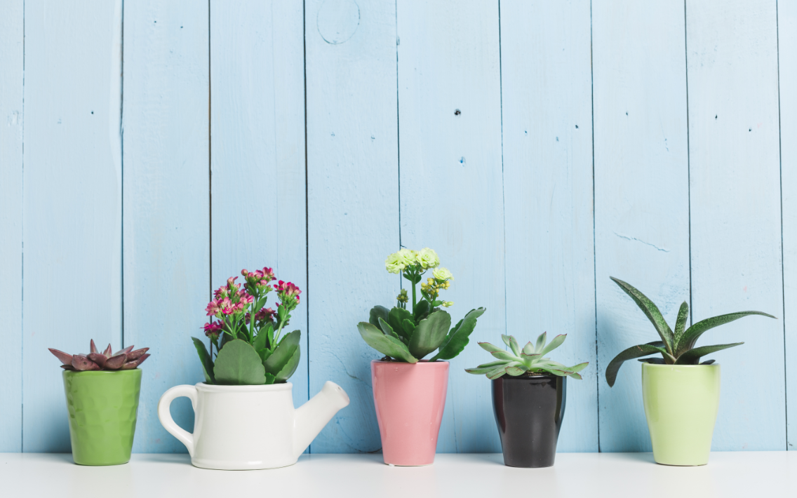 Inspiration plantes à feuillage coloré : pour décorer votre intérieur