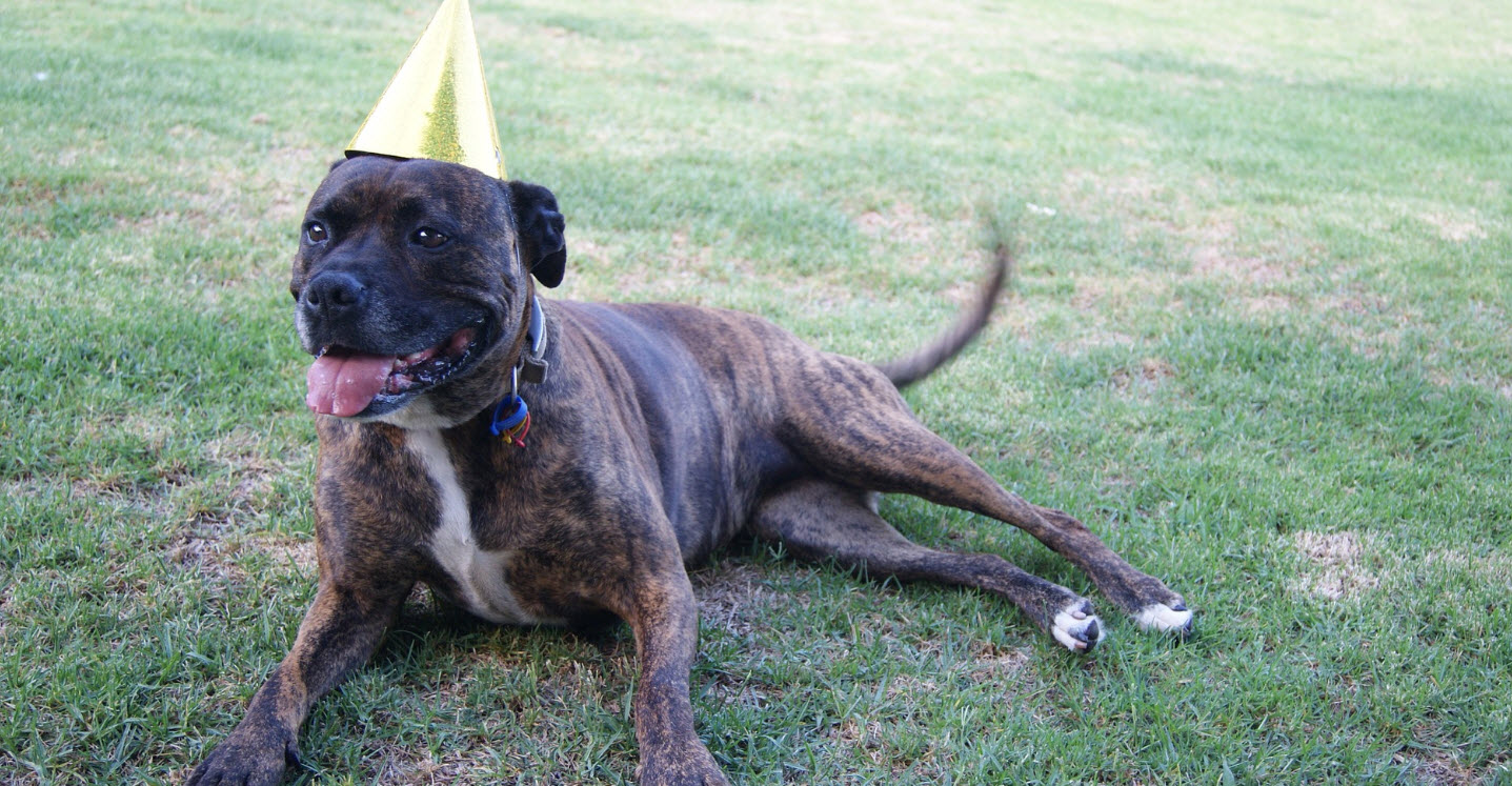 Pour sa 1ère bougie, « Bon en Tit’os » met vos animaux à l’honneur