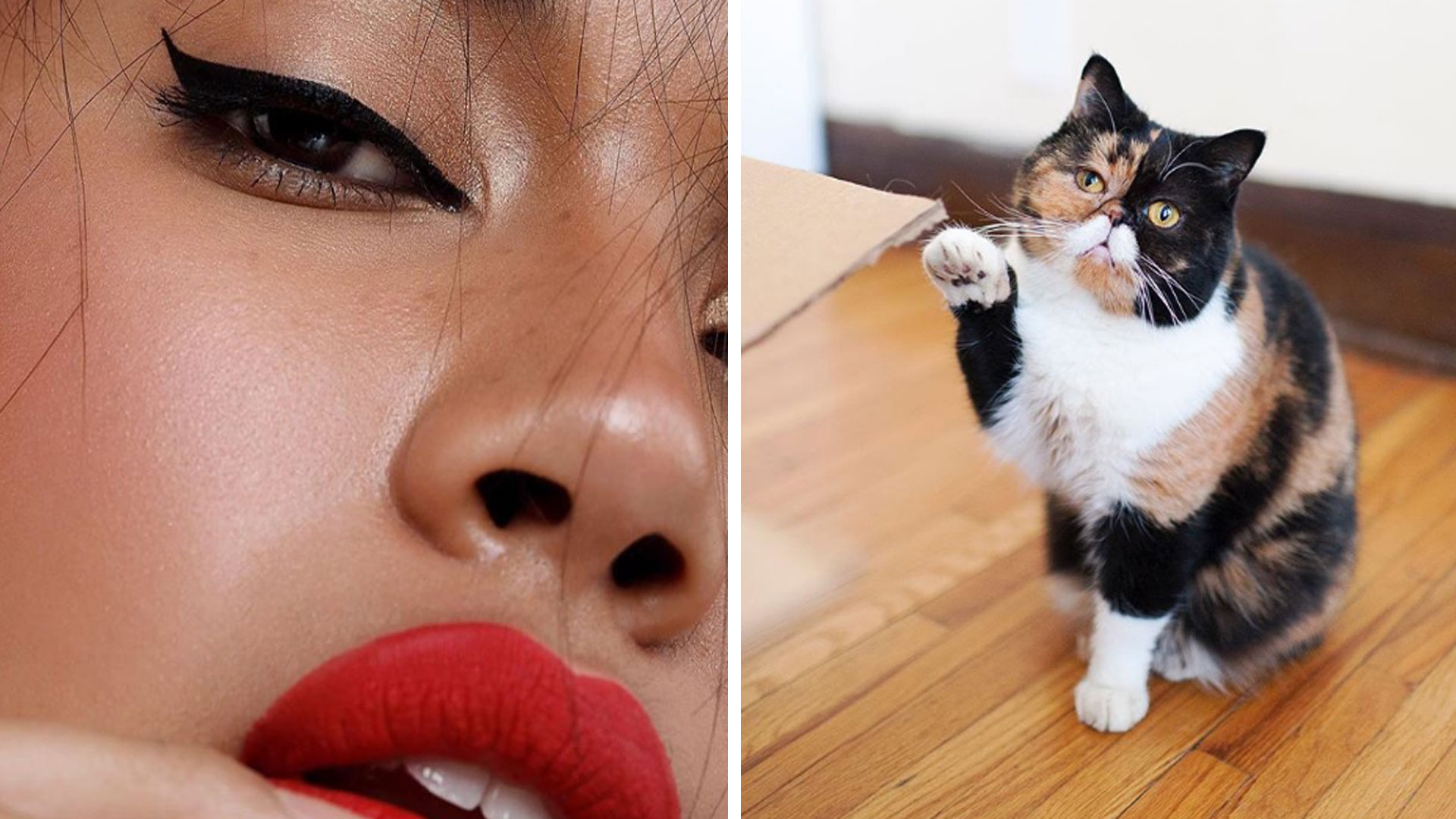 Vous devez absolument voir cette vidéo de Kat Von D Beauty en collaboration avec Pudge The Cat