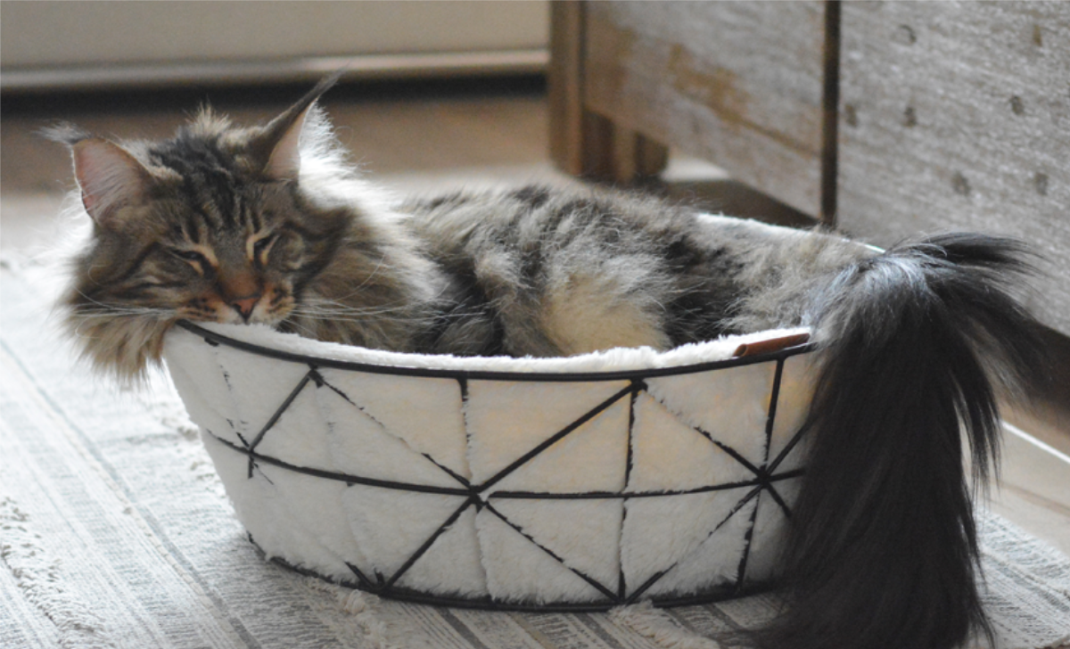 BeOneBreed est LA marque québécoise d’accessoires pour animaux à découvrir