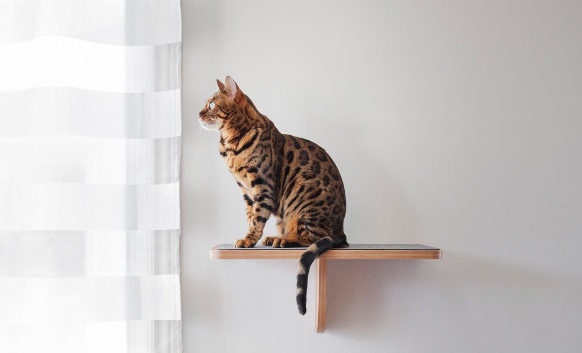 Mondou lance sa collection printemps-été et c’est parfait pour gâter nos poilus!