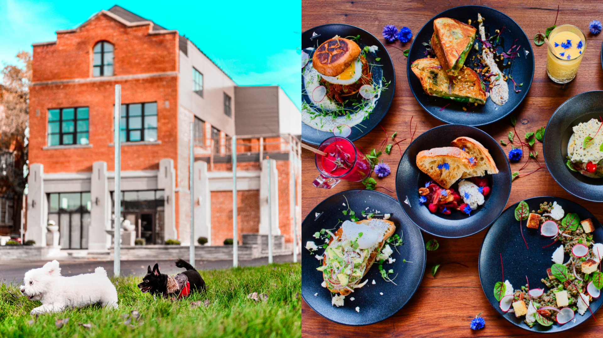 Ce nouveau café de Saint-Henri propose le brunch pour vous... Et pour votre chien!