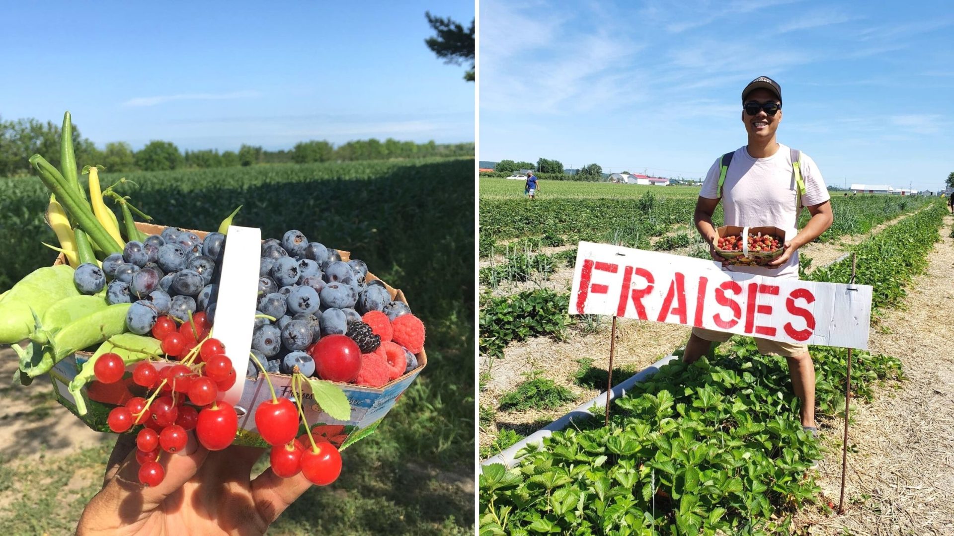 12 fermes où aller cueillir vos propres fruits et légumes cet été près de Montréal